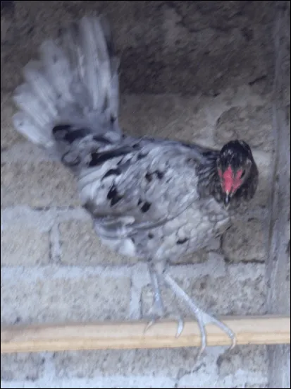 JI GALLOS: Gallo Cenizo (Miner Blue)