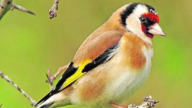 El jilguero (Carduelis carduelis) es un ave paseriforme ...