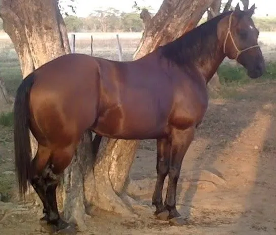 BURSITIS DEL CARPO EN EL CABALLO DE COLEO | JINETE Y CABALLO