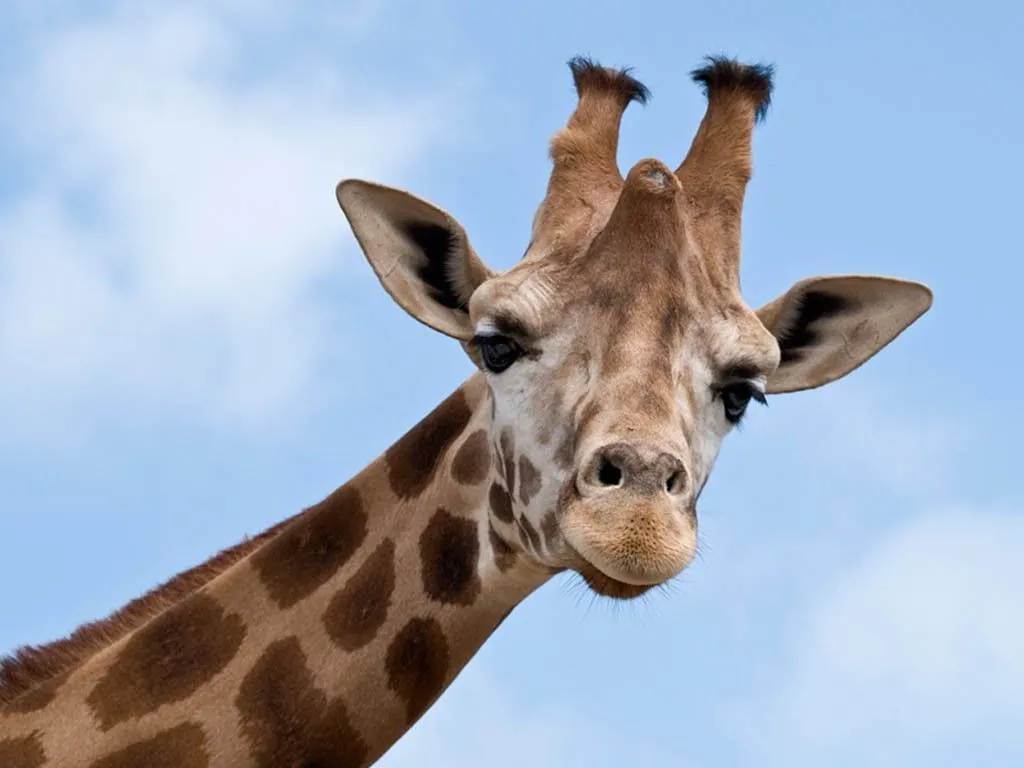 Curiosidades y fotos de animales: Jirafa