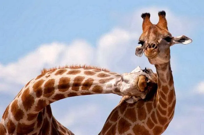 Jirafa: Amor de madre | Animales en Video