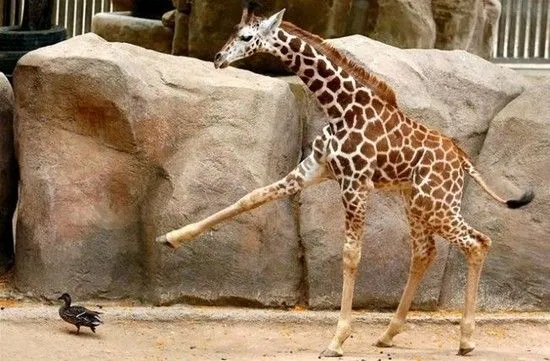 Animales graciosos 12 | Blogodisea