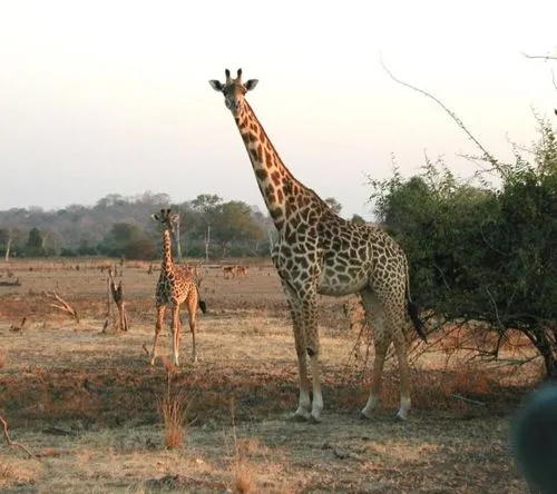 Jirafa | Wikifaunia, tu enciclopedia de animales