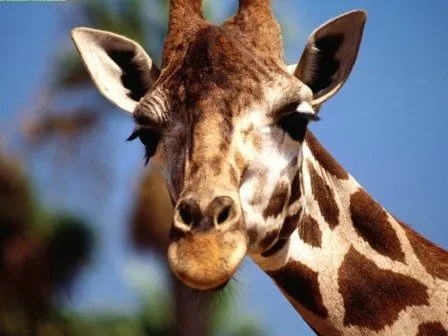 JIRAFAPEDIA » Jirafas. Enciclopedia Especializada JIRAFAPEDIA » Jirafas. Enciclopedia Especializada