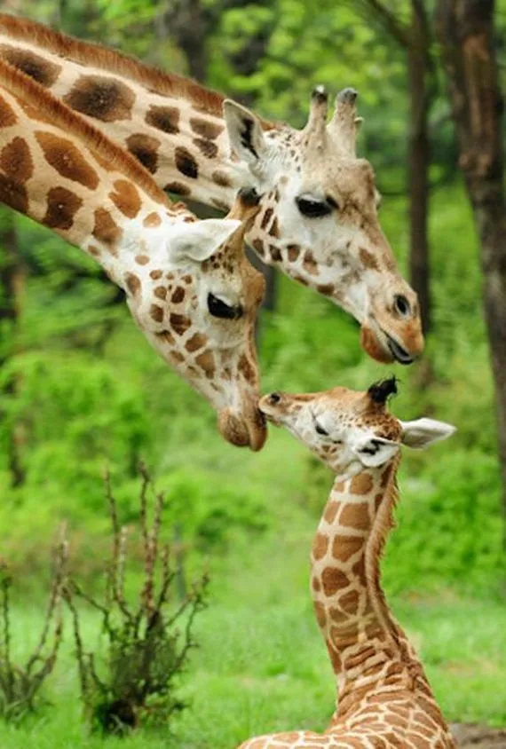 Jirafas bebés tiernos - Imagui