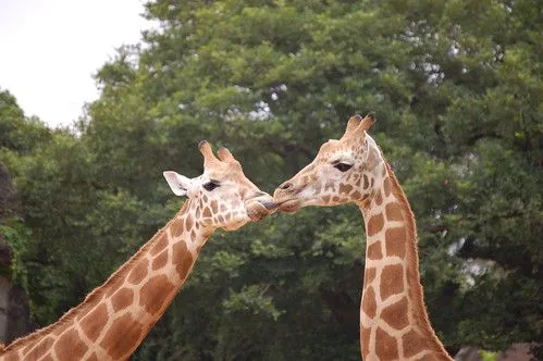 Jirafas besándose / Giraffes are kissing each other | Flickr ... Jirafas besándose / Giraffes are kissing each other | Flickr ...