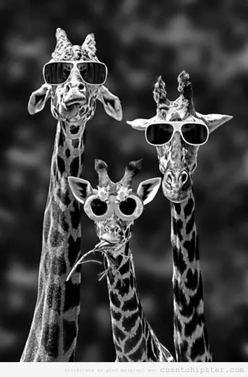 Jirafas indies en el FIB | | Cuánto Hipster | Blog nada mainstream ...