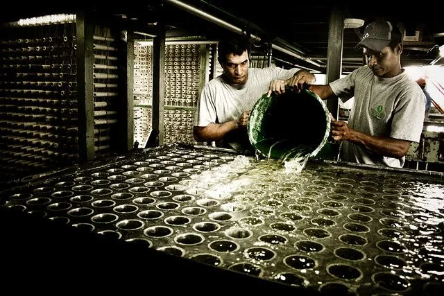 Johnnie Rotten or My Little Pony are both sick's favorite photos ...