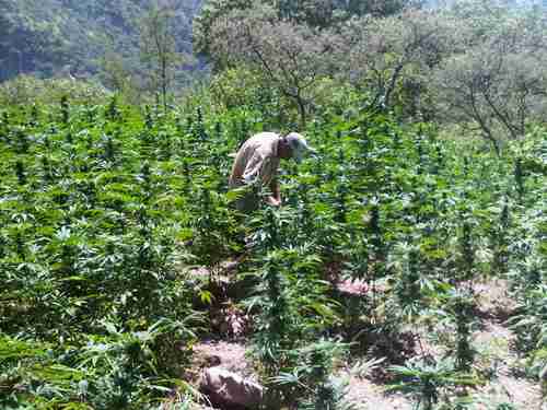 La Jornada: Buscan sustituir narcocultivos en la Tarahumara por ... La Jornada: Buscan sustituir narcocultivos en la Tarahumara por ...