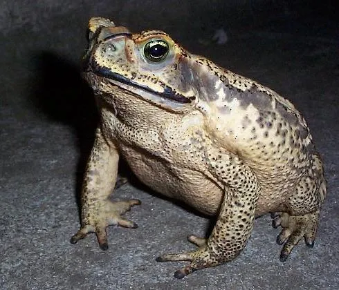 Jornal dos Bichos - Animal em Fatos, vídeos e fotos: O sapo e seu ...