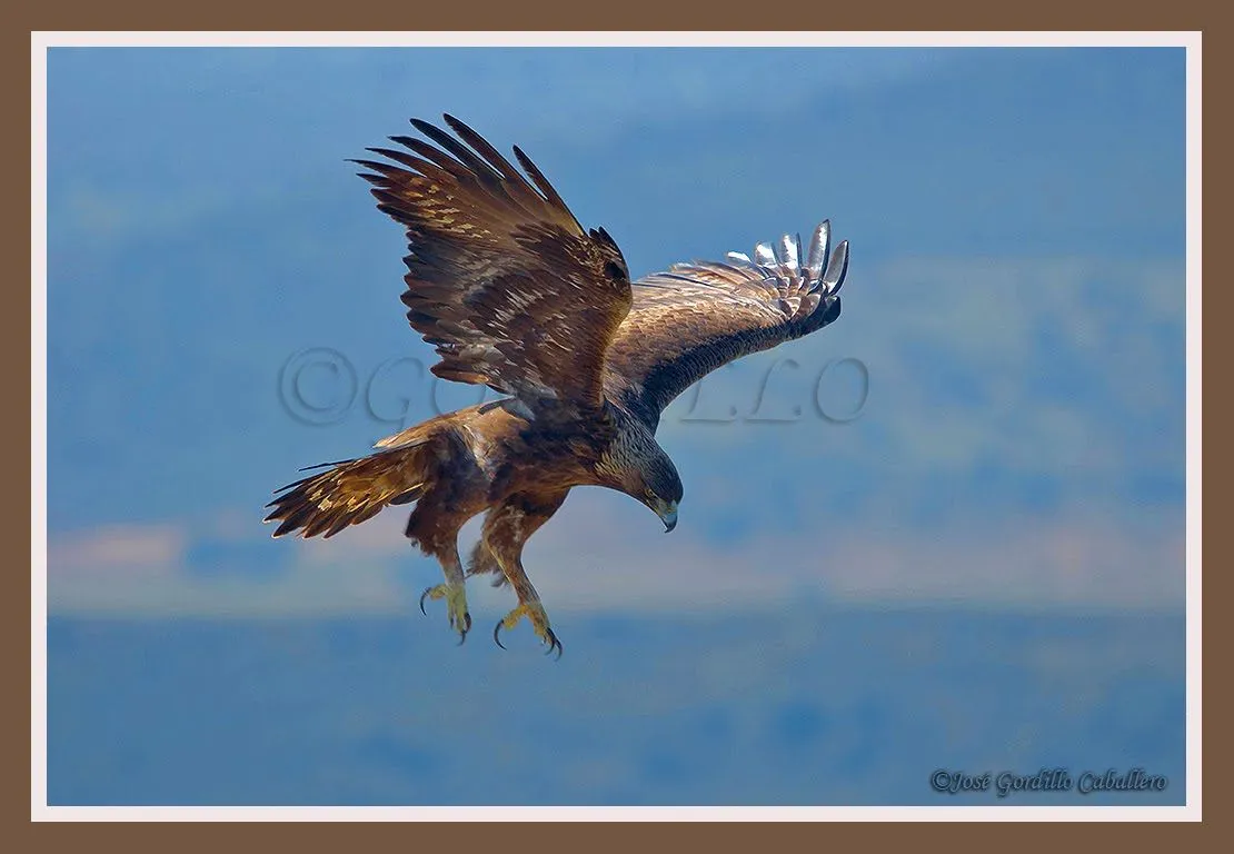 José Gordillo Caballero IMAGENES de NATURALEZA EXTREMEÑA: Águila real