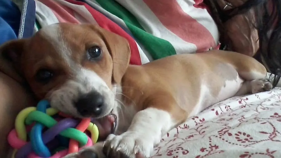 J.R. on Twitter: "#URGENTE Se ha perdido cachorro Mimo, hace unos ...