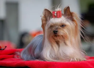 Juan Llaneza: Concurso de belleza para perros en Helsinki