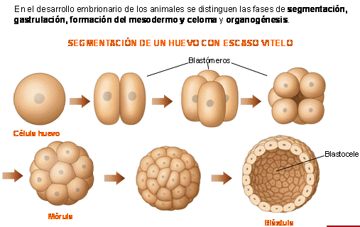 Juana María Madrid Marín and CIENCIA CIERTA: DESARROLLO ...