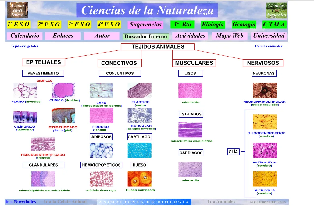 Juana María Madrid Marín CIENCIA CIERTA: LA CÉLULA EUCARIOTA Y LOS ...