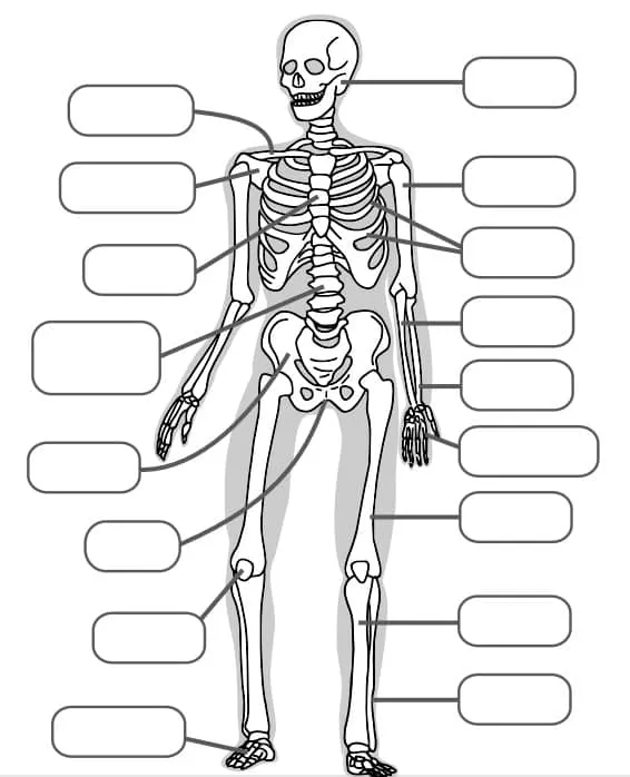 Juego Los Huesos del Cuerpo Humano - Areaciencias Juego Los Huesos del Cuerpo Humano - Areaciencias