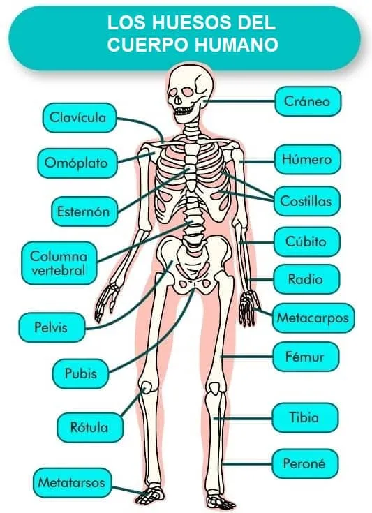 Juego Los Huesos del Cuerpo Humano - Areaciencias