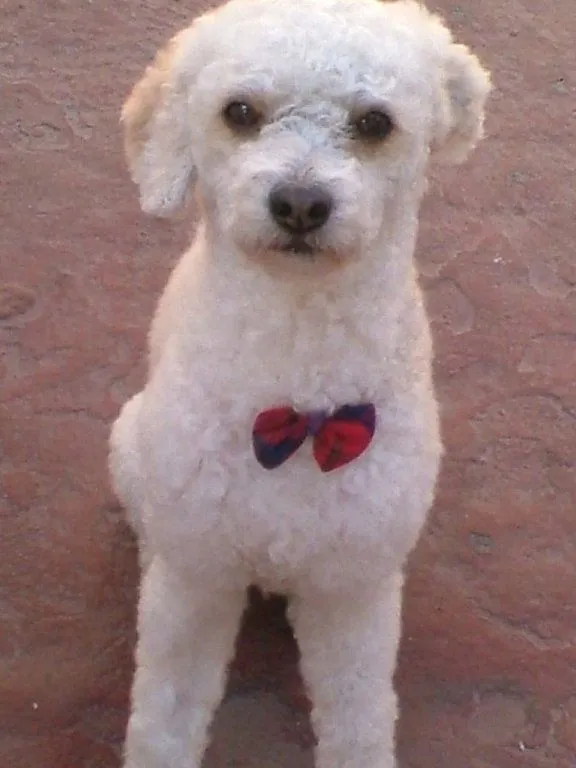 juegos (4) | Cuidar de tu perro es facilisimo.com juegos (4) | Cuidar de tu perro es facilisimo.com