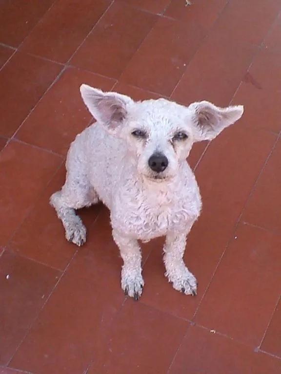 juegos (4) | Cuidar de tu perro es facilisimo.com