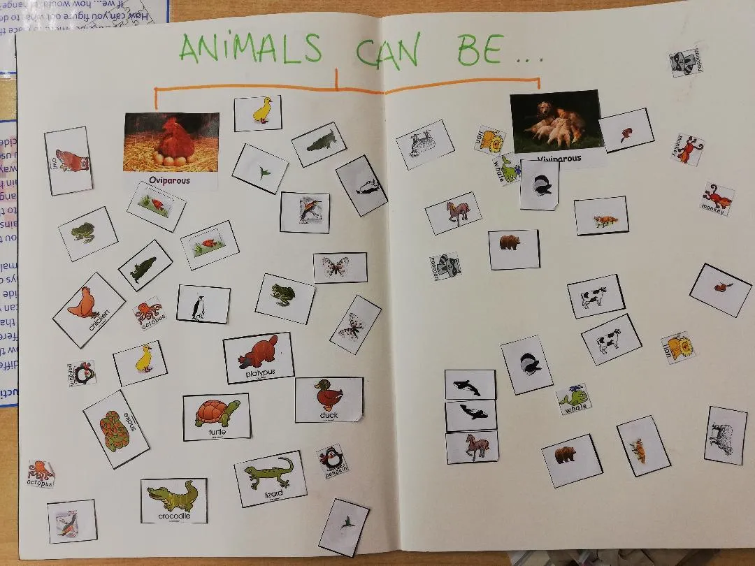 Juegos Arcoiris – Actividades | Animales oviparos y viviparos - Juegos Arcoiris - Actividades Juegos Arcoiris – Actividades | Animales oviparos y viviparos - Juegos Arcoiris - Actividades