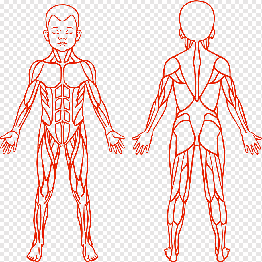 Juegos de Ciencias | Juego de sistema muscular inferior y superior | Cerebriti Juegos de Ciencias | Juego de sistema muscular inferior y superior | Cerebriti