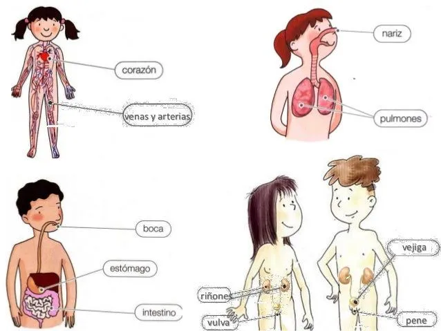 Juegos partes del cuerpo humano (1) aprendizaje Juegos partes del cuerpo humano (1) aprendizaje
