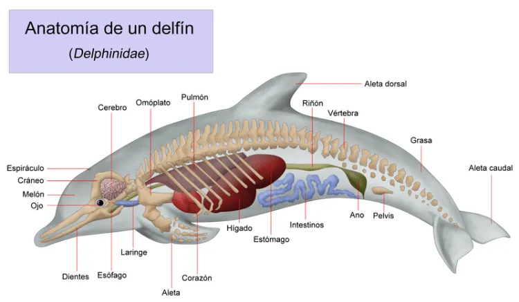 AYUDEMOS A LOS DELFINES | SHEDSENN