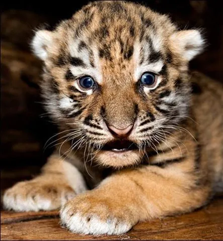 Tigre cachorro - Imagui
