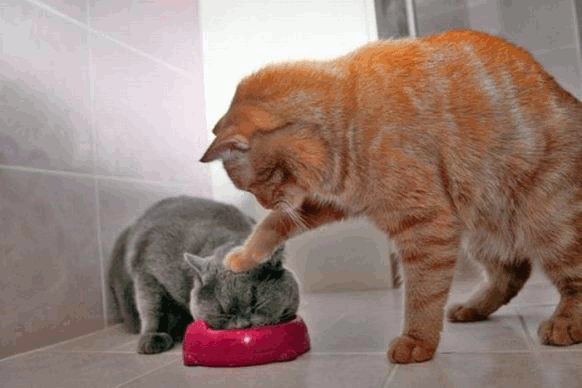 Just To Be Different: Os melhores animais de estimação Just To Be Different: Os melhores animais de estimação