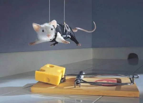 KAISER: ciencia y ficción: ¿Por qué damos queso a los ratones? KAISER: ciencia y ficción: ¿Por qué damos queso a los ratones?