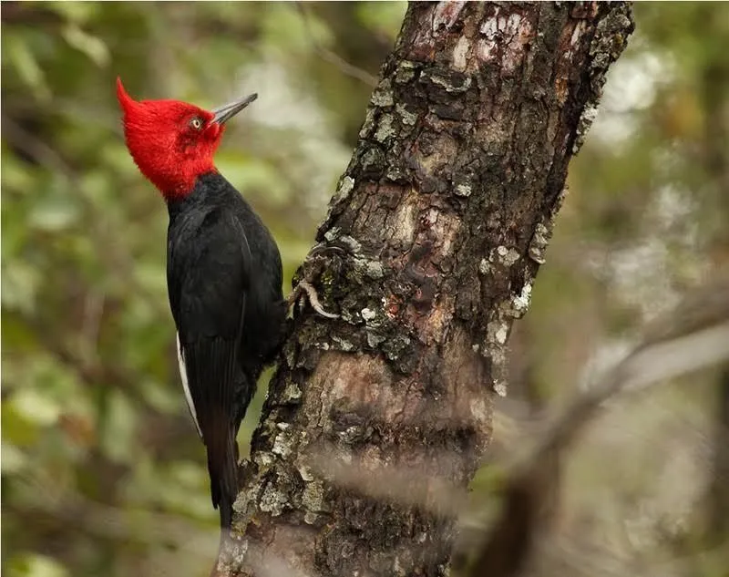 KÁKACH - LEYENDA DEL PÁJARO CARPINTERO