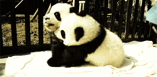 kawaii panda gif | Tumblr