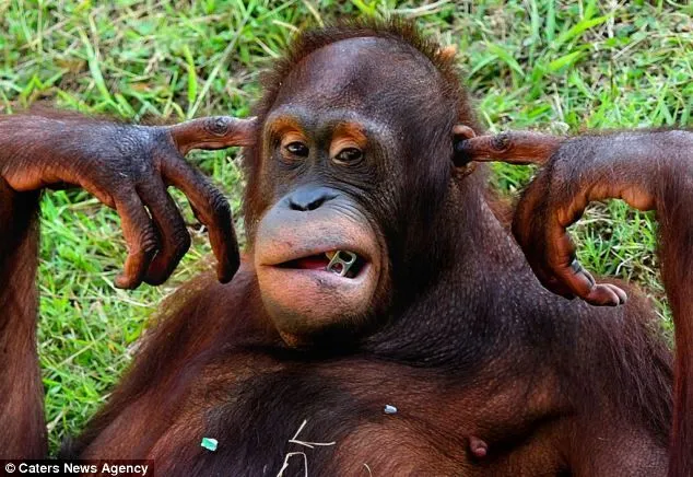 Keep it down! Grumpy orangutan makes his feelings loud and clear ... Keep it down! Grumpy orangutan makes his feelings loud and clear ...