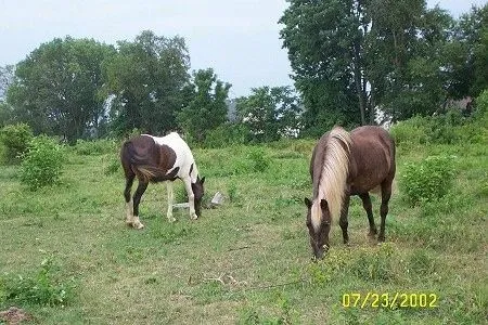 Keeping Ponies as Pets