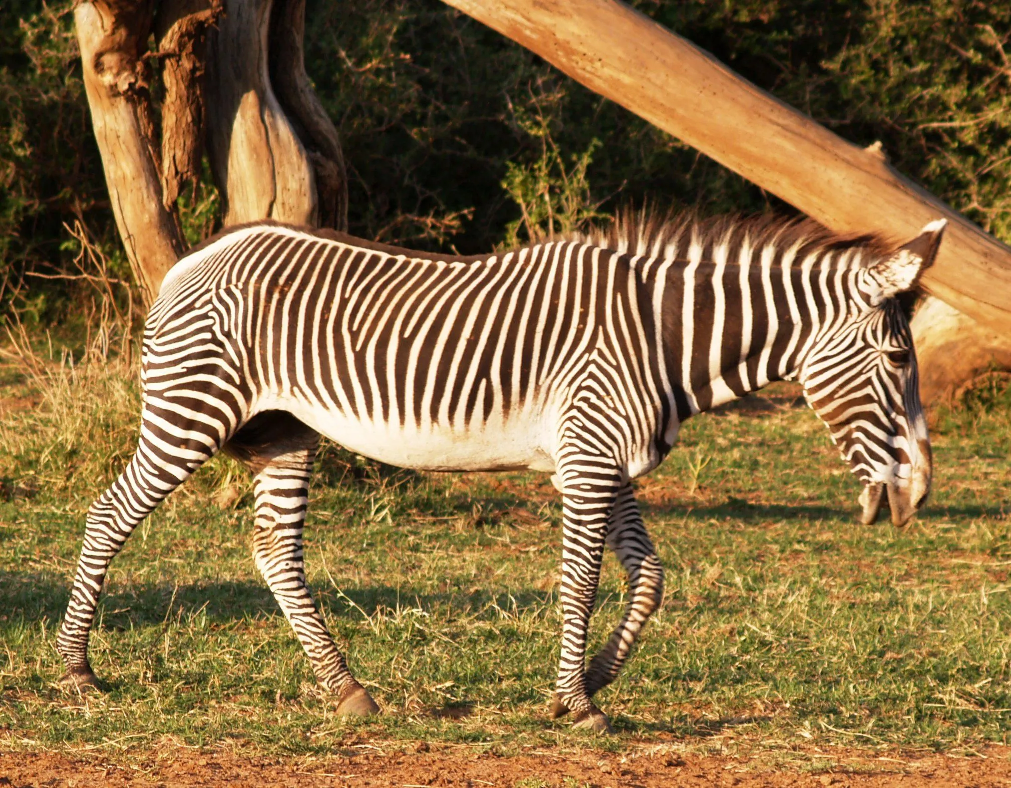 Kenia, África. “Las cebras” | Mundo Exótico