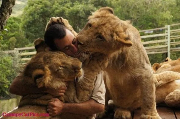 Kevin Richardson y su relación con los leones - Revista digital ... Kevin Richardson y su relación con los leones - Revista digital ...
