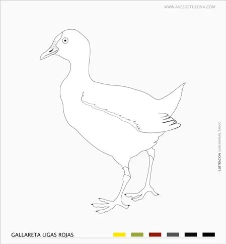 Gallareta | AVES DE TU ZONA Tigre, Nordelta, Argentina Gallareta | AVES DE TU ZONA Tigre, Nordelta, Argentina