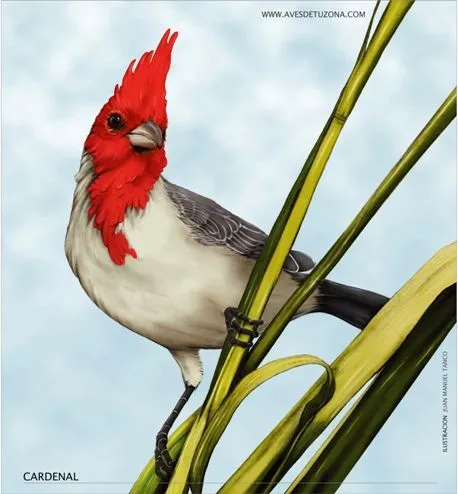 KIDS: Un CARDENAL COMUN para colorear | AVES DE TU ZONA Tigre ...