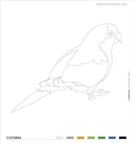 KIDS: COTORRA para COLOREAR | AVES DE TU ZONA Tigre, Nordelta ... KIDS: COTORRA para COLOREAR | AVES DE TU ZONA Tigre, Nordelta ...