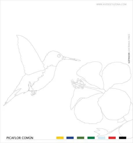 KIDS: PICAFLOR COMUN para colorear | AVES DE TU ZONA Tigre ... KIDS: PICAFLOR COMUN para colorear | AVES DE TU ZONA Tigre ...