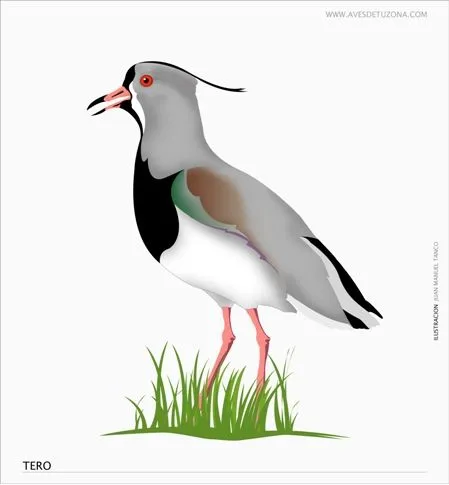 KIDS: TERO PARA COLOREAR « AVES DE TU ZONA Tigre, Nordelta, Argentina KIDS: TERO PARA COLOREAR « AVES DE TU ZONA Tigre, Nordelta, Argentina