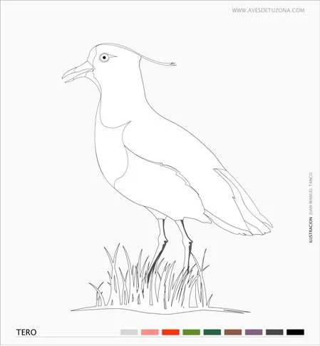 KIDS: TERO PARA COLOREAR | AVES DE TU ZONA Tigre, Nordelta, Argentina KIDS: TERO PARA COLOREAR | AVES DE TU ZONA Tigre, Nordelta, Argentina