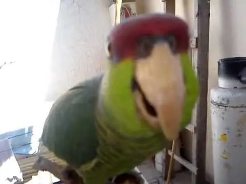 kika y riki cotorros cantando II - YouTube