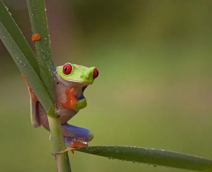 Cosas de Kiko: Ranas simpáticas