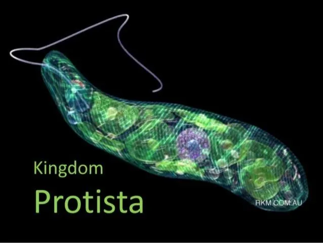 kingdom-protista-1-638.jpg?cb= ...
