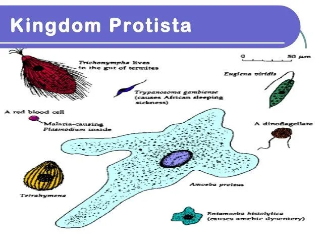 kingdom-protista1-1-638.jpg?cb ...