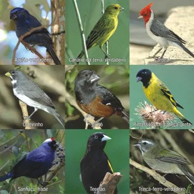 KIOTO EDUCA GINER: EL 20 % DE LAS ESPECIES DE AVES ESTÁ EN PELIGRO ... KIOTO EDUCA GINER: EL 20 % DE LAS ESPECIES DE AVES ESTÁ EN PELIGRO ...