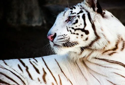 Kirainet – Fotografía — Fotografiando un tigre blanco Kirainet – Fotografía — Fotografiando un tigre blanco