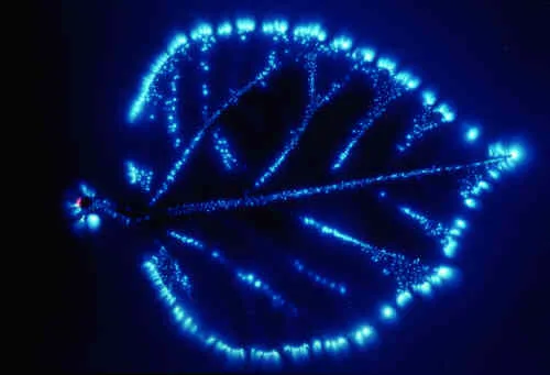 Kirlian Photographs