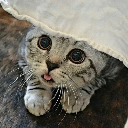 kitty cat art cute tumblr hipster puppy vintage indie Grunge ... kitty cat art cute tumblr hipster puppy vintage indie Grunge ...